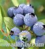 Sell Bilberry extract