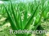 Sell Aloe Extract