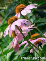 Sell Echinacea Purpurea Extract