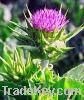 Sell Milk Thistle extract