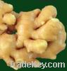 Sell Ginger Extract