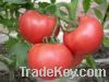 Sell Tomato Extract Lycopene Powde