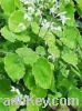 Sell  Epimedium P. E