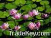 Sell  Lotus Leaves Extract