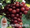 Sell Grape seed extract