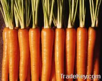 Sell carrot