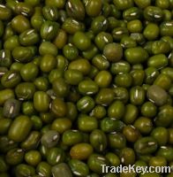 Sell Myanmar origin green mung bean