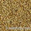 Sell Sesame seeds