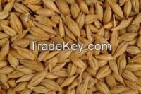 Barley