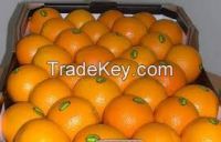 Fresh Oranges