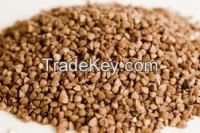 Buckwheat