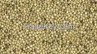 Sorghum