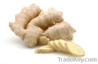 Sell Fresh Yellow Ginger