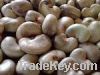 Sell Raw Cashew Nuts