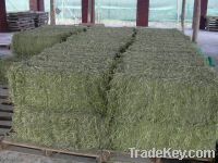 Sell alfalfa hay and alfalfa pellets for sale