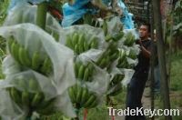 Seller Fresh Cavendish Banana