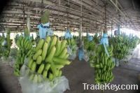 Sell Philippines Fresh Cavendish Banana