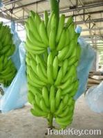 Sell Sumifru Fresh Cavendish Banana