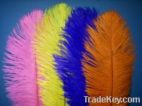 BEAUTIFUL OSTRICH FEATHERS