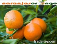 Sell Hernandine mandarine