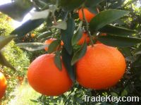 Sell Ortanique mandarine