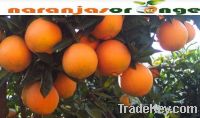 Sell Navel Orange