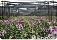 fresh Orchid Cut Flowers