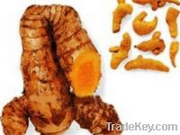 Sell Bangladesh fresh turmeric