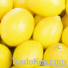 Sell Fresh yellow lemons