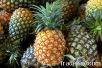 Sell Fresh quality Pineapples