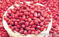 Dried Dark Red kidney bean