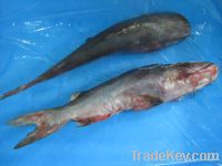 Frozen Seawater Cat fish