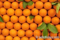 Fresh Citrus Fruits Navel Oranges from South Africa for sales