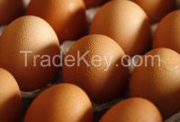 Brown Chicken Eggs