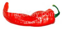 Chilli Pepper