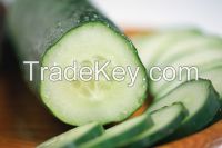 2015 Fresh cucumber