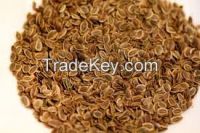 Dill Seed