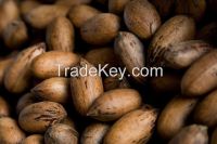 Texas Pecans Whole in Shell Wholesale