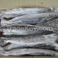 Frozen spanish mackerel fish for Malaysia market