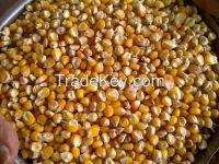 White and Yellow Corn (Human Consumption & Animal Feed)