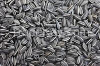 Sunflower seeds 5009 with good quality