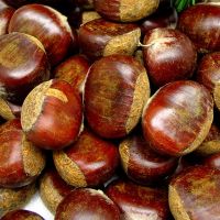 fresh chestnuts / raw chestnuts / dried chestnut