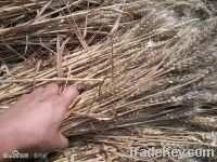 Wheat Straw Braids