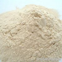 Sell wheat gluten meal