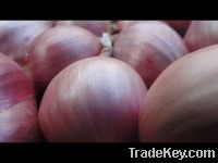 Sell red onion and season fruit from Thailand