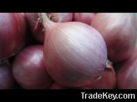 Sell red onion from Thailand (Shallot)