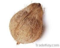 Semi Husked Coconut wt-850-950 grms
