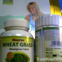 Sell Wheatgrass Tablets/ Powder