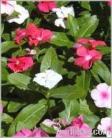 Sell Vinca Rosea Leaves and Roots