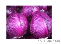 Sell Red Cabbage Pigment